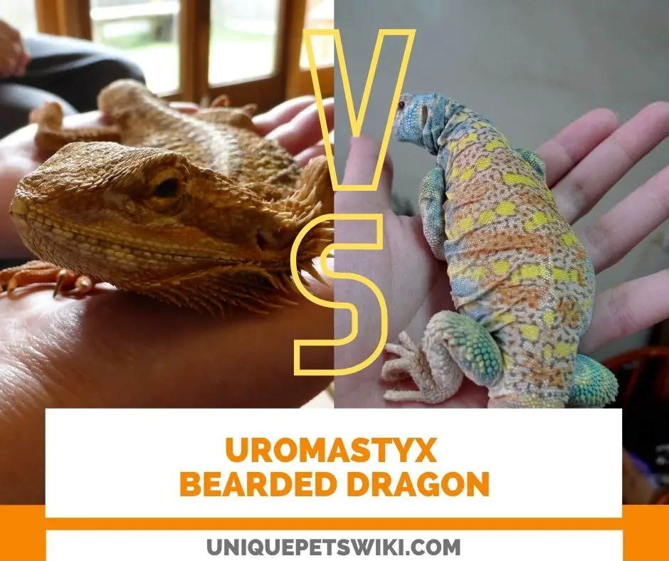 Bearded Dragon Vs. Uromastyx - Which Lizard Is The Better Pet Lizard?