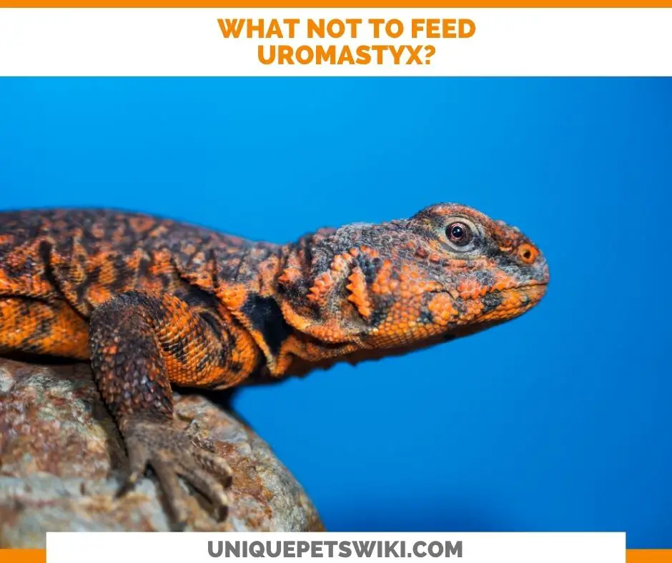 What Not To Feed Your Uromastyx?