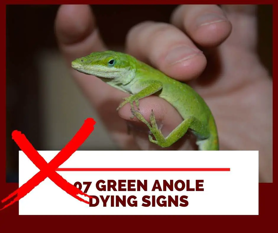 07 green anole dying signs
