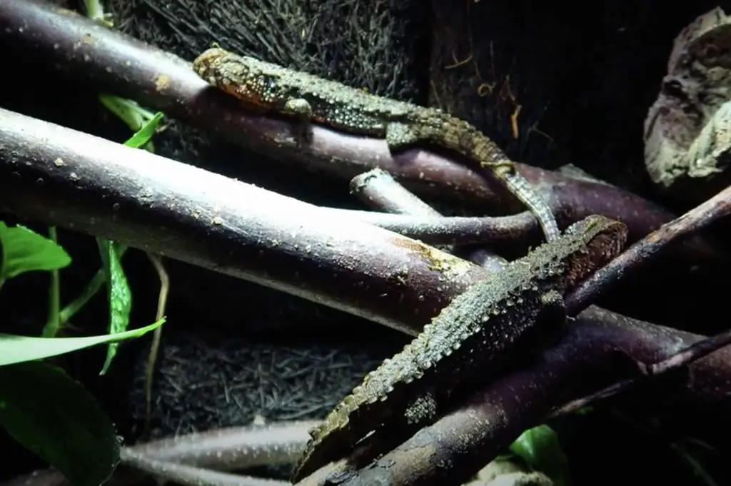 Chinese Crocodile Lizard Enclosure Setup