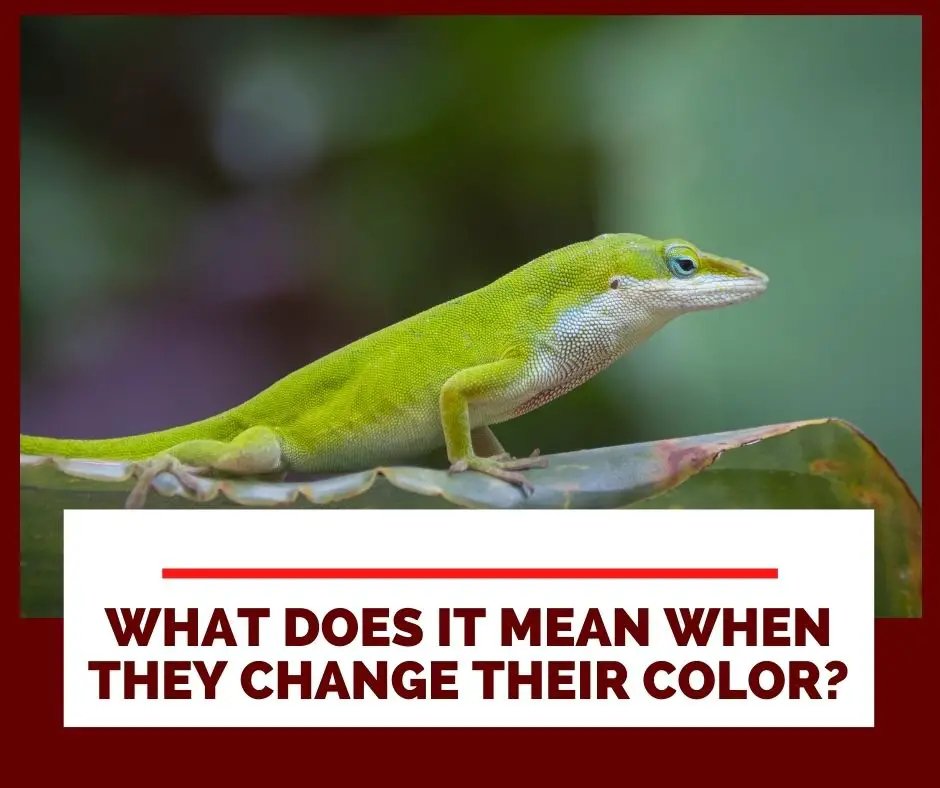 What Does It Mean When My Green Anole Changes Its Color To Brown And Why So?