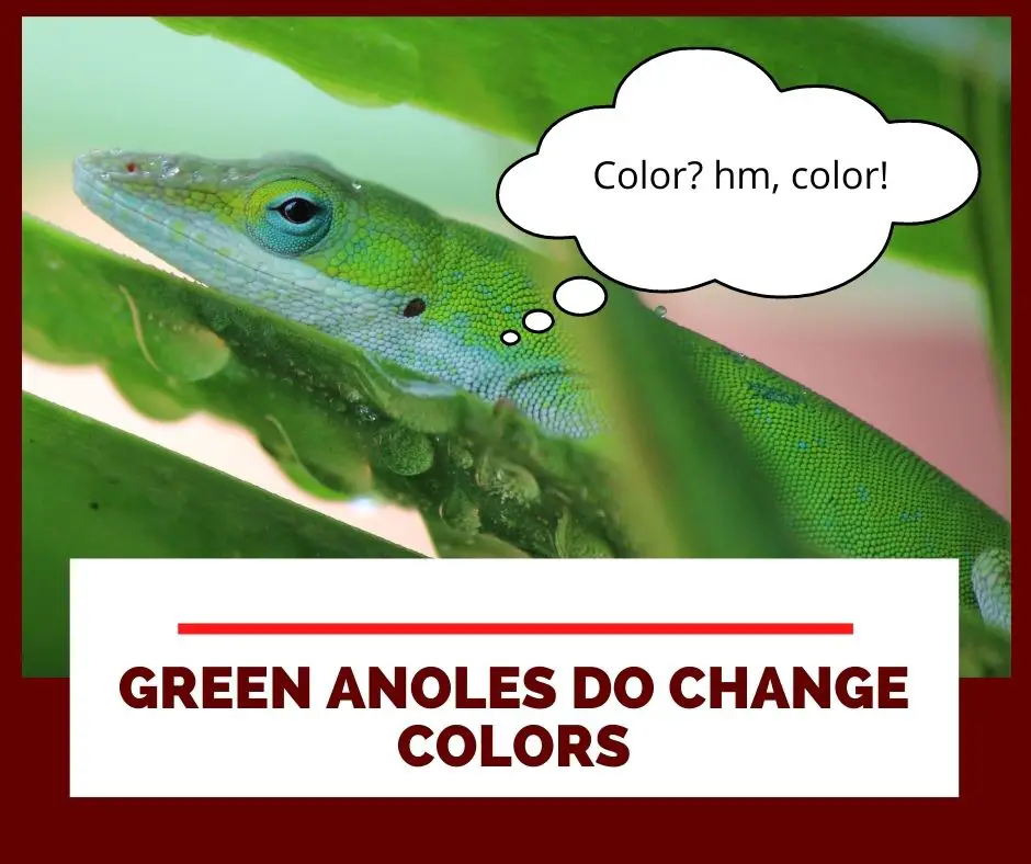 Why Is My Green Anole Always Brown?