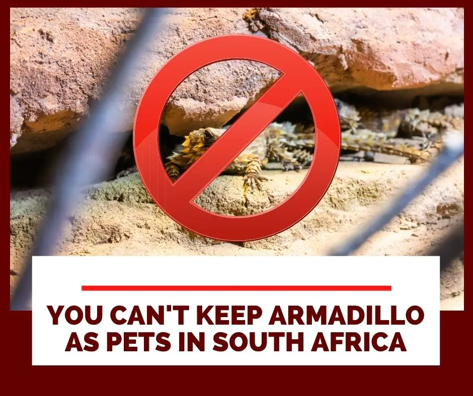 Illegal To Keep Armadillo Lizards As A Pet In South Africa
