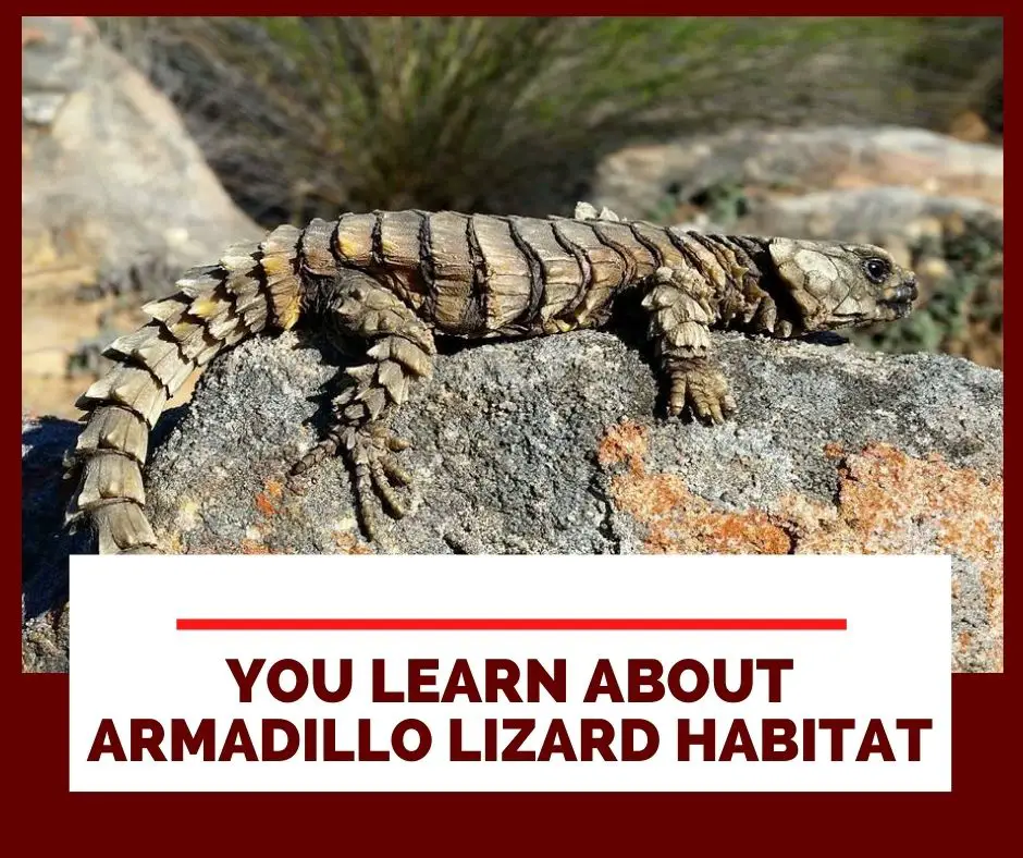 You will learn about Armadillo Lizard habitat