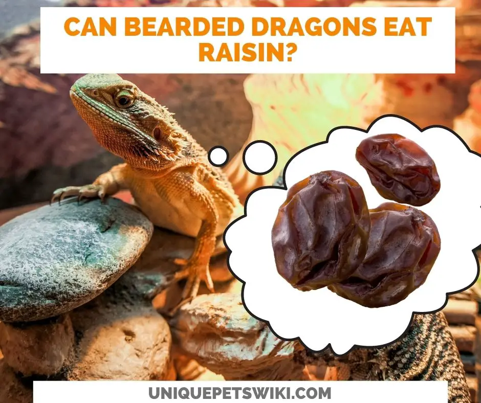 bearded dragons can eat raisin
