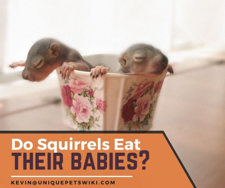 Do Squirrels Eat Their Babies Or Kill Other Squirrels Babies