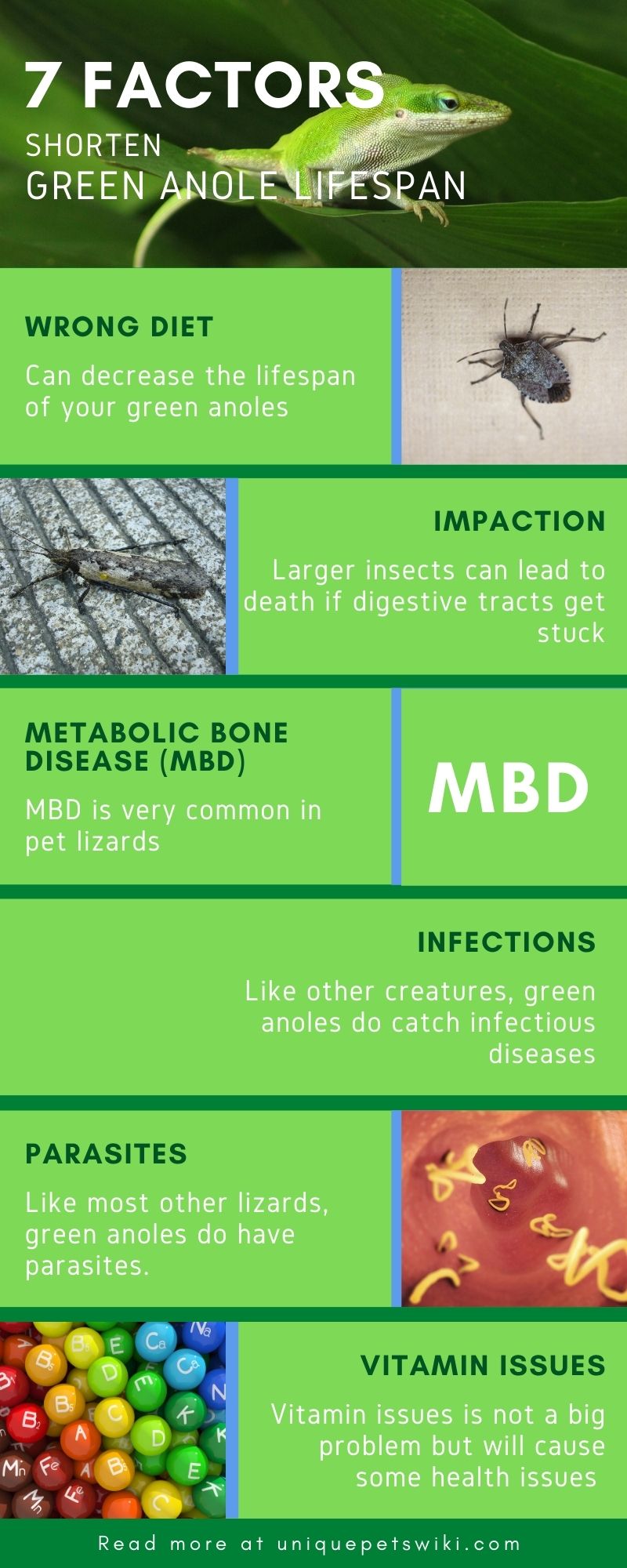 7 Factors That Can Shorten Green Anole Lifespan