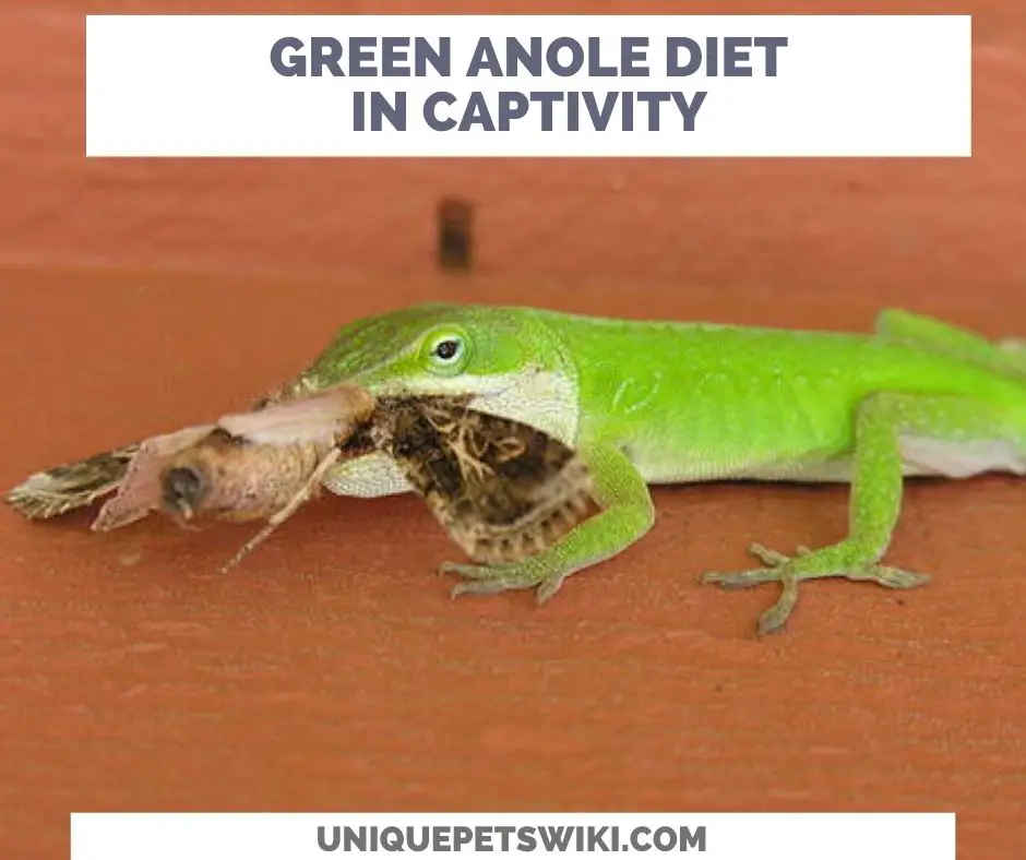 Green Anole Diet In Captivity