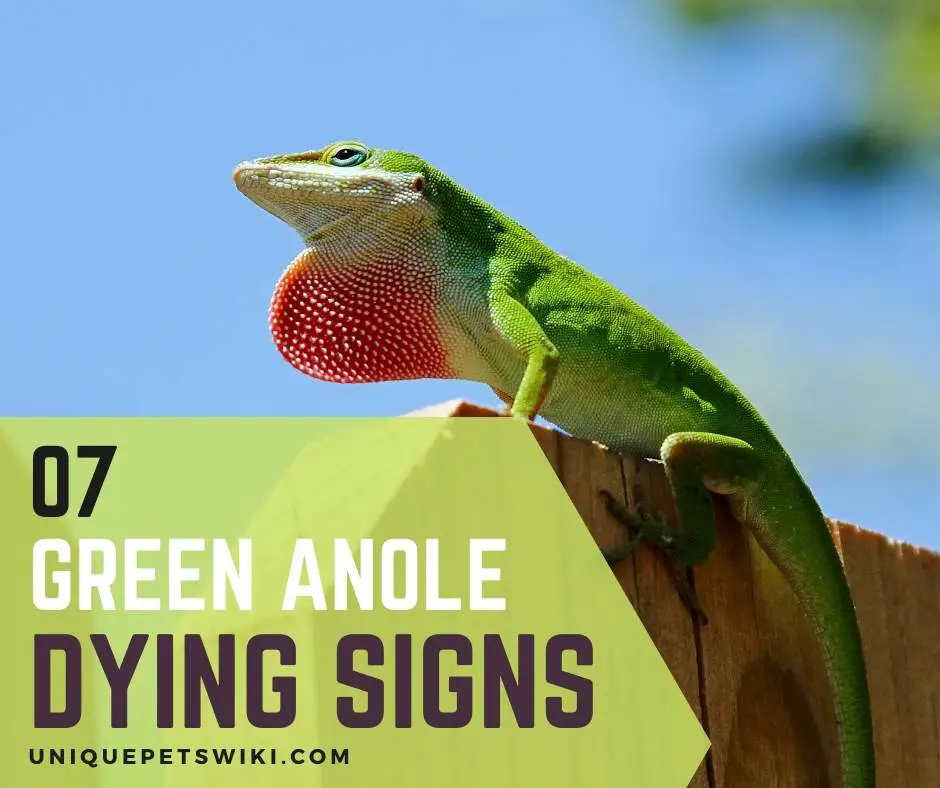Green anole dying signs
