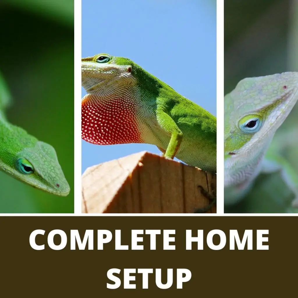 Home Setup For Green Anole 