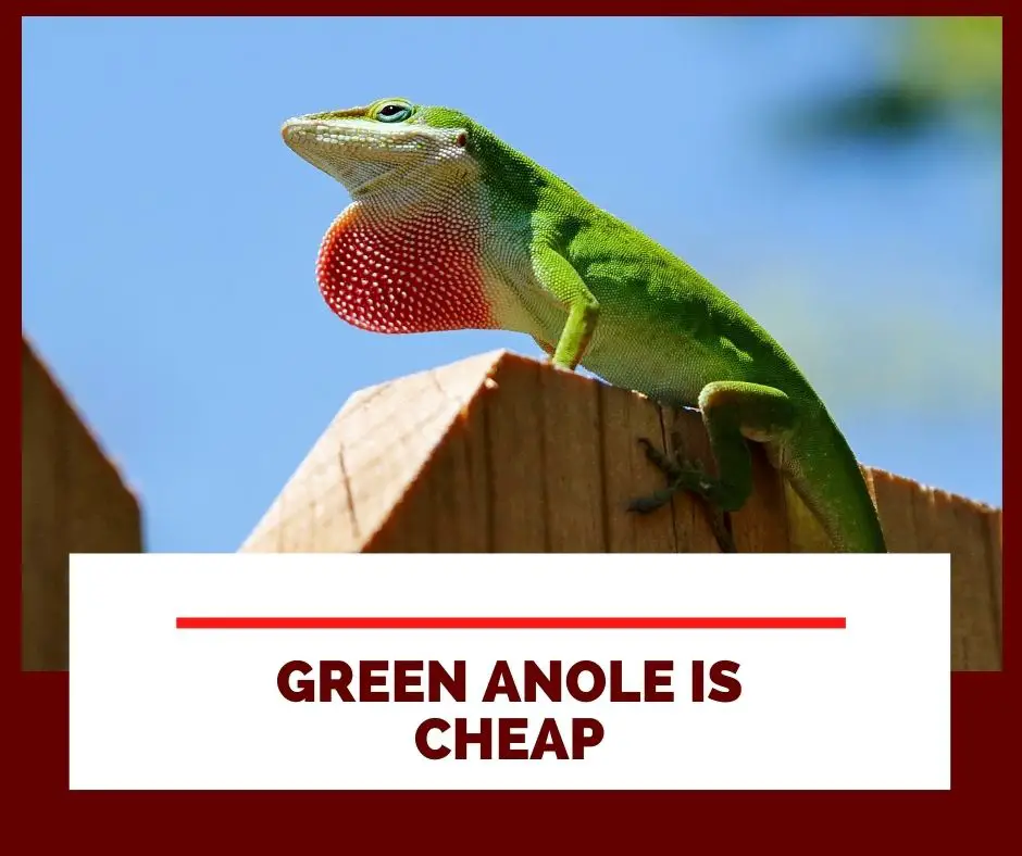 Green anole is cheap