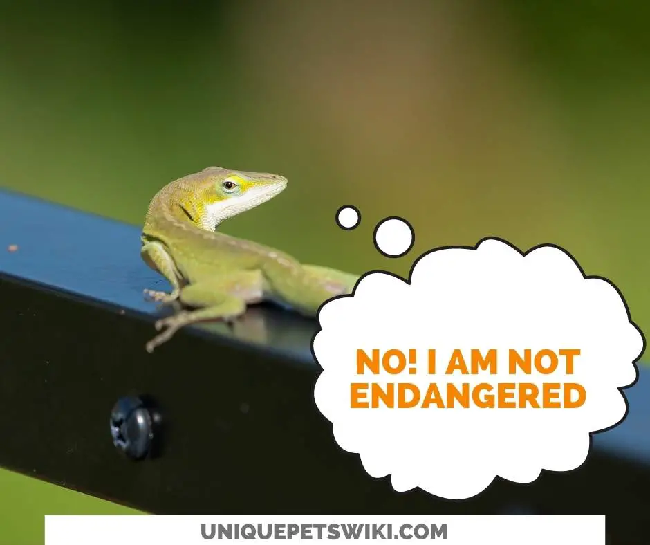 green anoles are not endangered