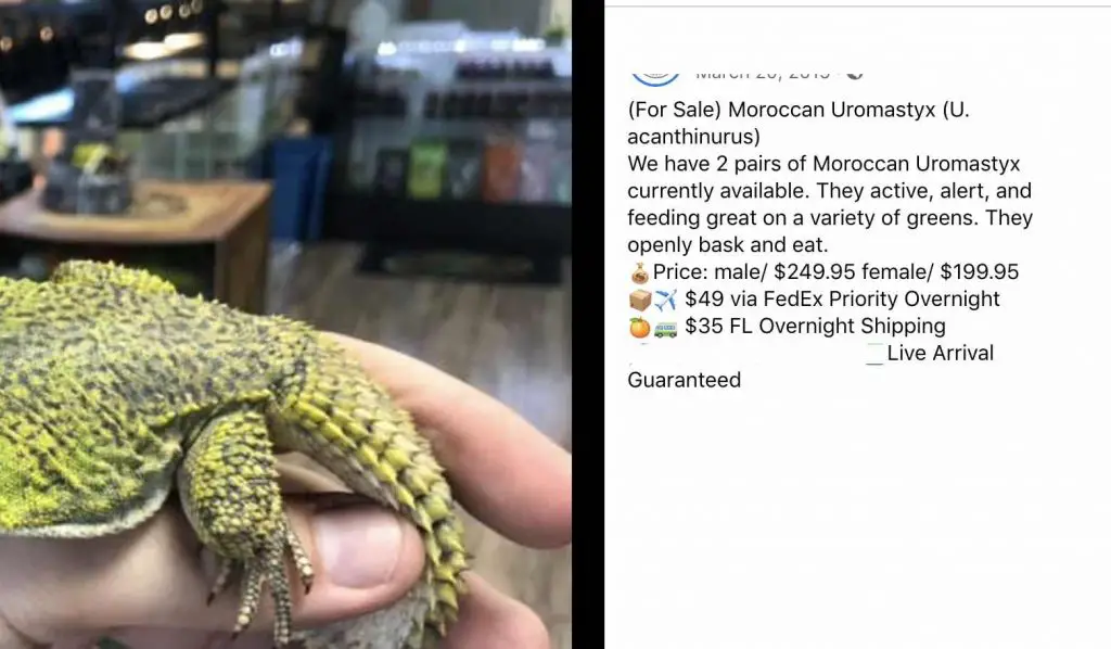 Moroccan uromastyx cost ranges from $100-$400
