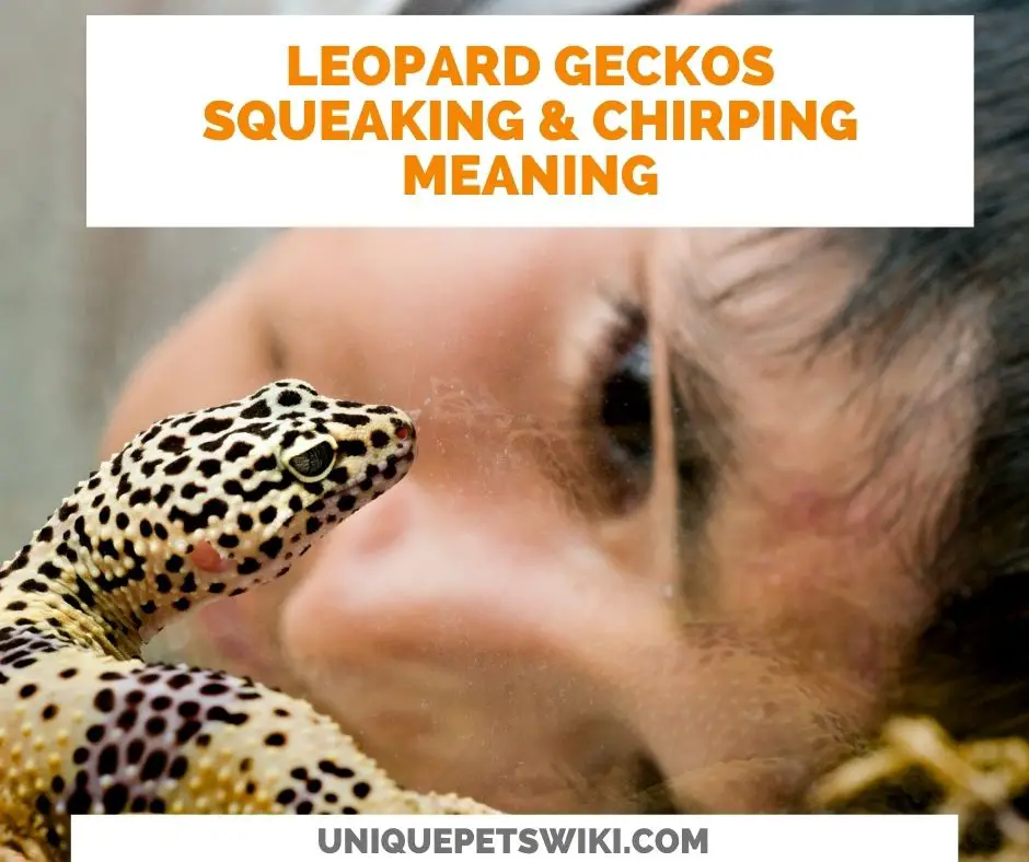 Leopard geckos Chirping And Squeaking Noises meaning