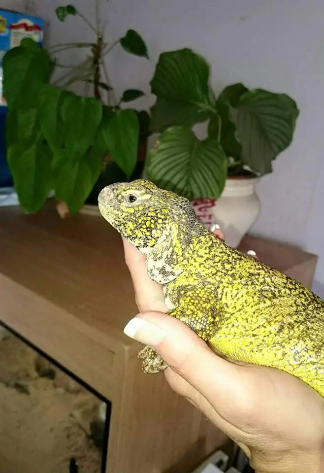 What Are Uromastyx Moroccan?