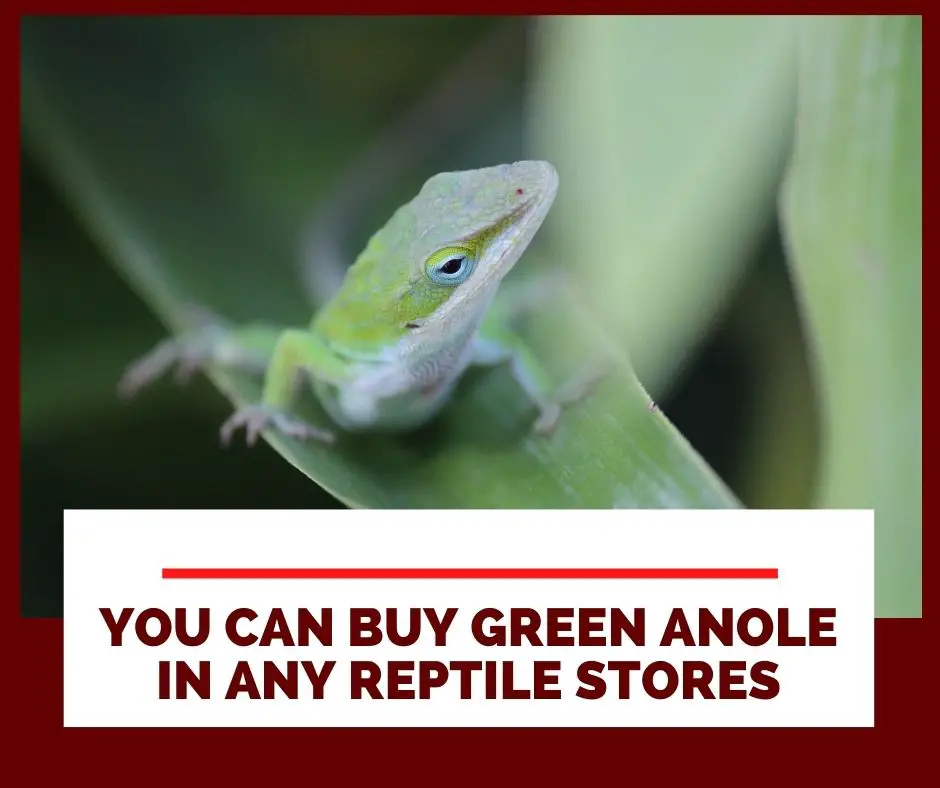 Where Can I Buy A Green Anole? 