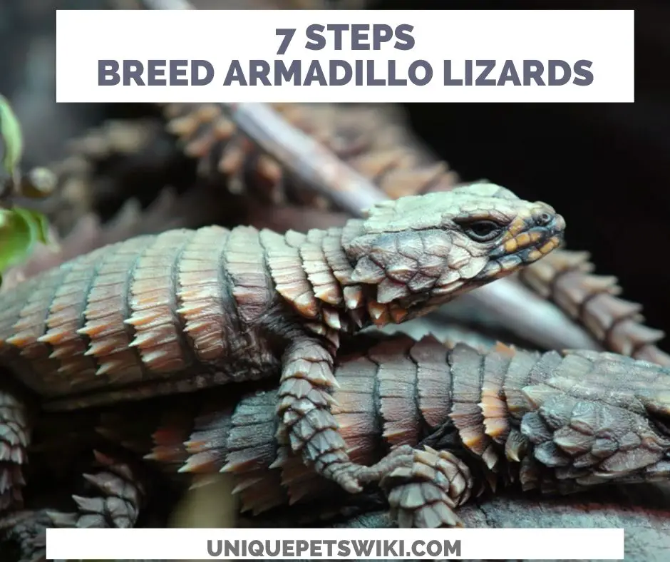 How To Breed Armadillo Lizard In 7 Steps