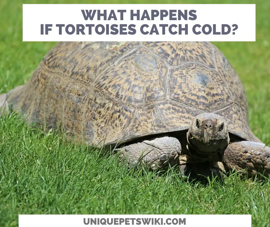 What Happens When A Tortoise Catches A Cold?