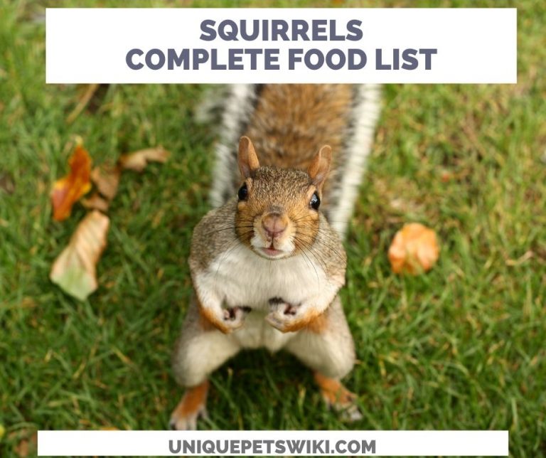 What Do Squirrels Eat? AZ Food List (Baby to Adult Size)