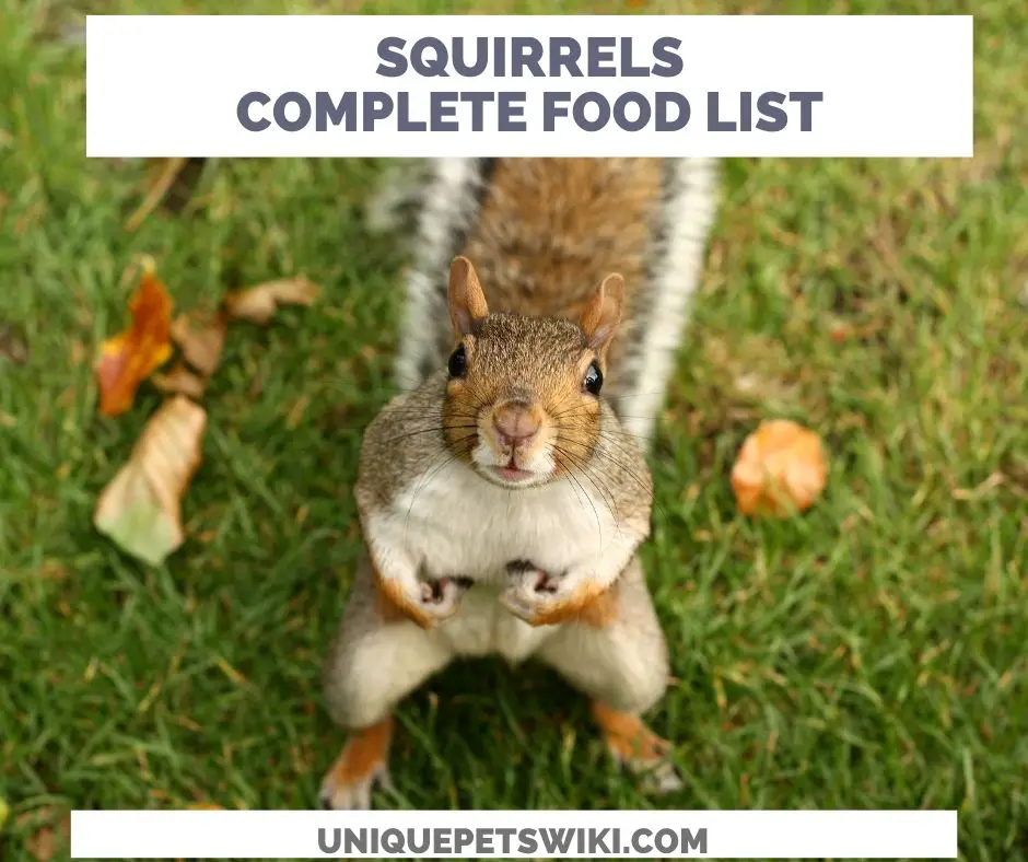 Complete squirrels food lis