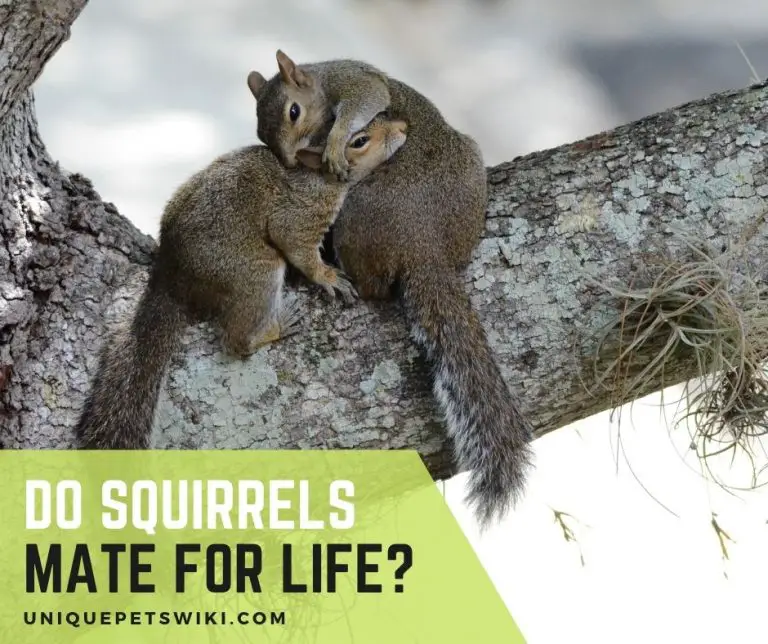 Do Squirrels Mate For Life? #5 Bonding Secrets you Must Know