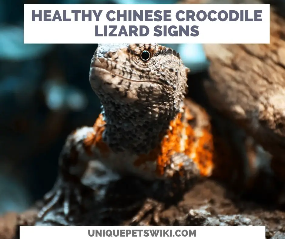 Signs Of A Healthy Chinese Crocodile Lizard