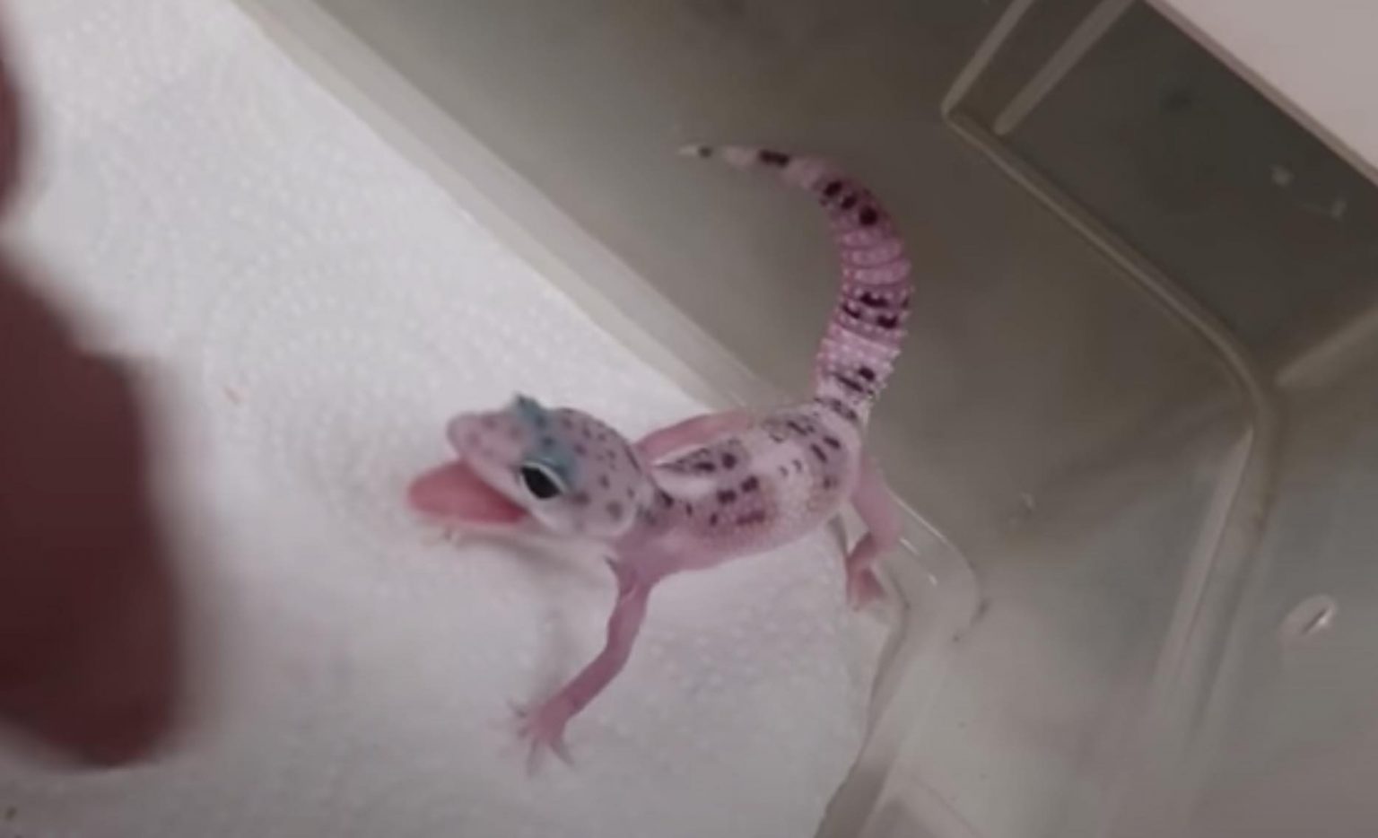 Leopard Gecko Noises Complete List And Understanding Their Meanings