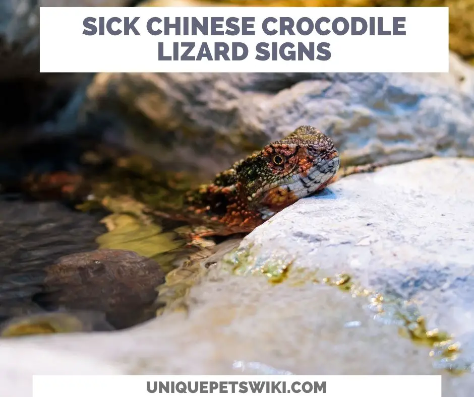 Signs Of A Sick Chinese Crocodile Lizard