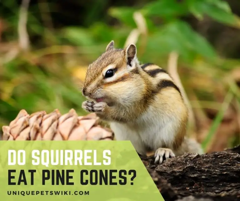 Do Squirrels Eat Pine Cones? 3 Secrets You Didn't Know