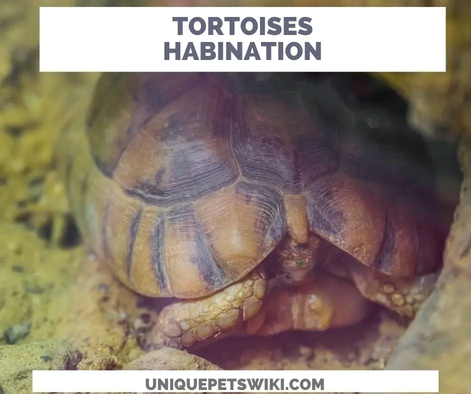 Tortoises will hibernate during winter