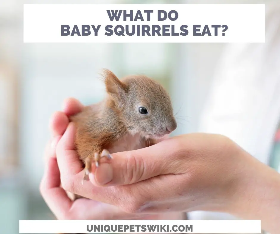 what do baby squirrels eat?