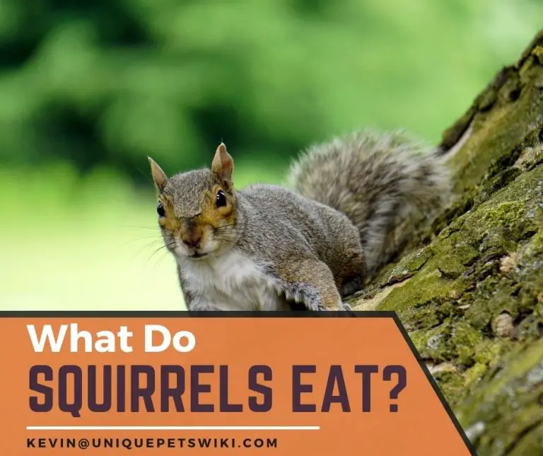 What Do Squirrels Eat? A-Z Food List (Baby to Adult Size)