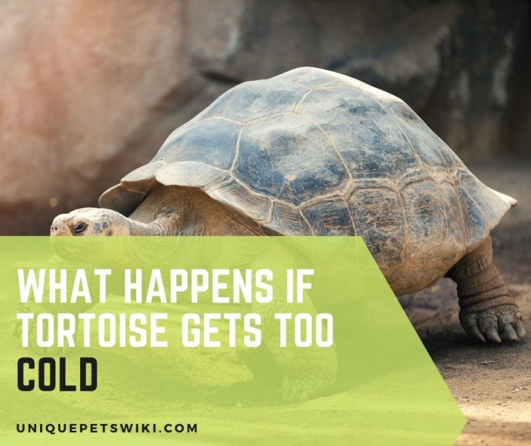 What Happens If a Tortoise Gets Too Cold? 5 Facts Revealed