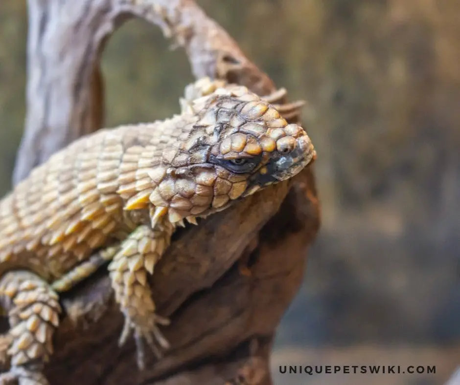 A Sick Armadillo Lizard
