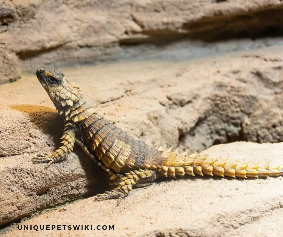 Armadillo Lizards Common Diseases & Illnesses 