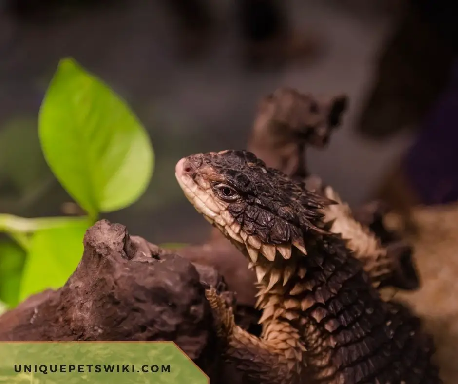 Do Armadillo Lizards Die Of Old Age?