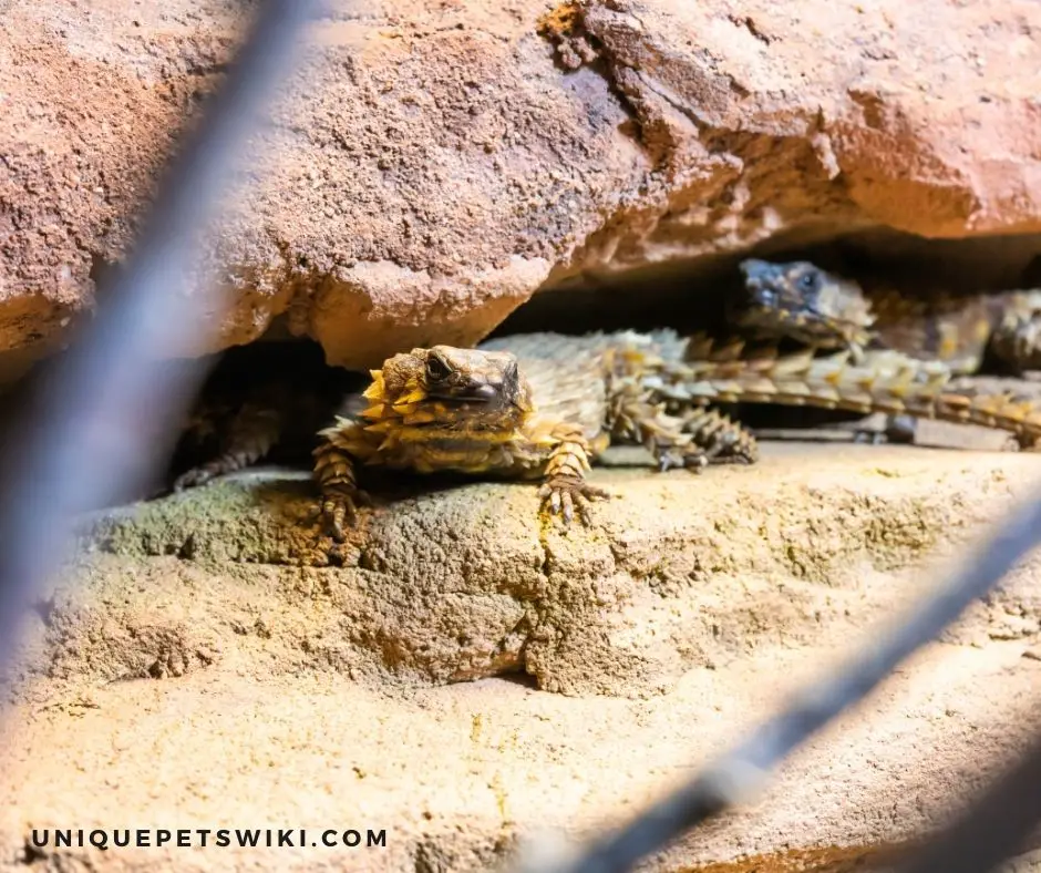 A Healthy Armadillo Lizard