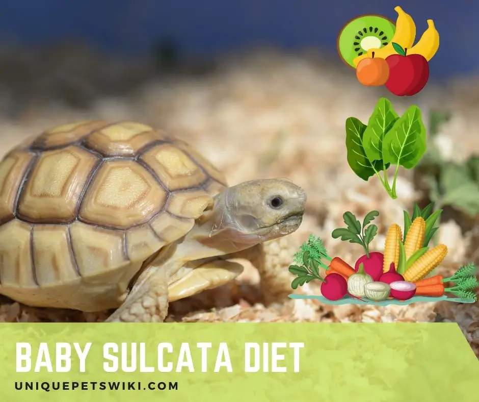 What Do Baby Sulcata Tortoise Eat?