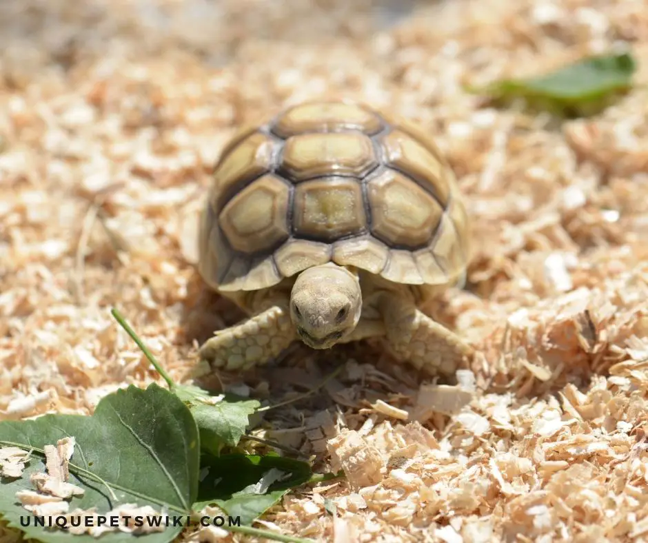 Baby Sulcata Tortoise Diet