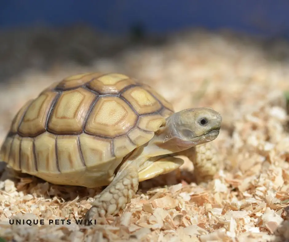 Sulcata Tortoise Growth Rate