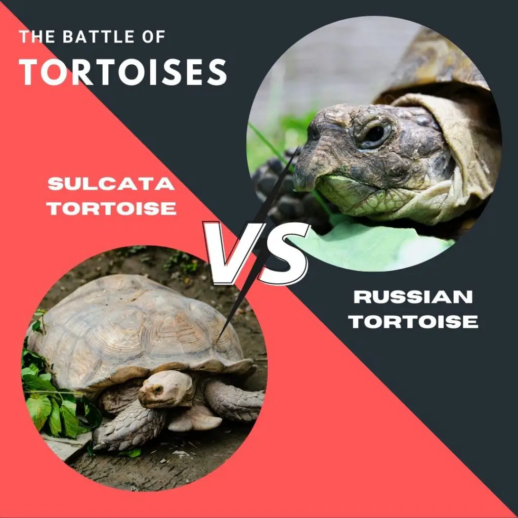 Sulcata Vs Russian Tortoise As Pets