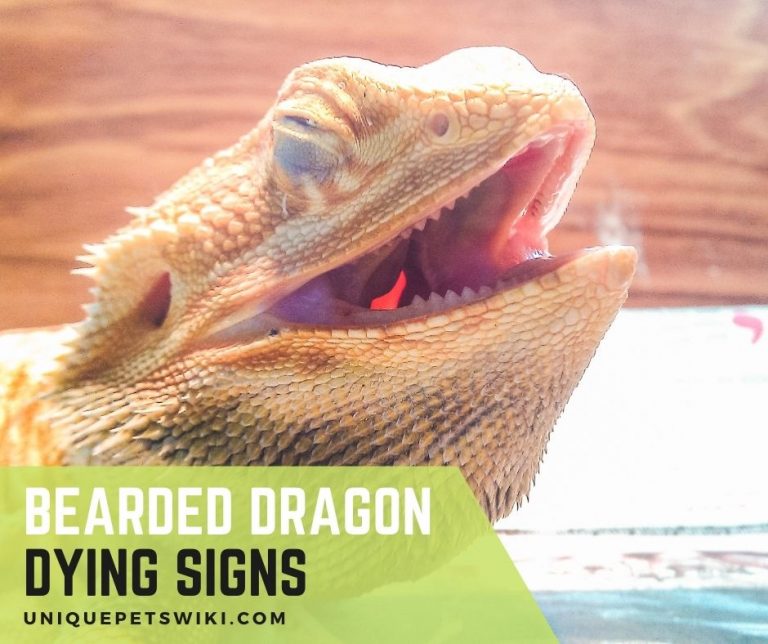 15 Bearded Dragon Dying Signs Signs My Bearded Dragon Is Dying