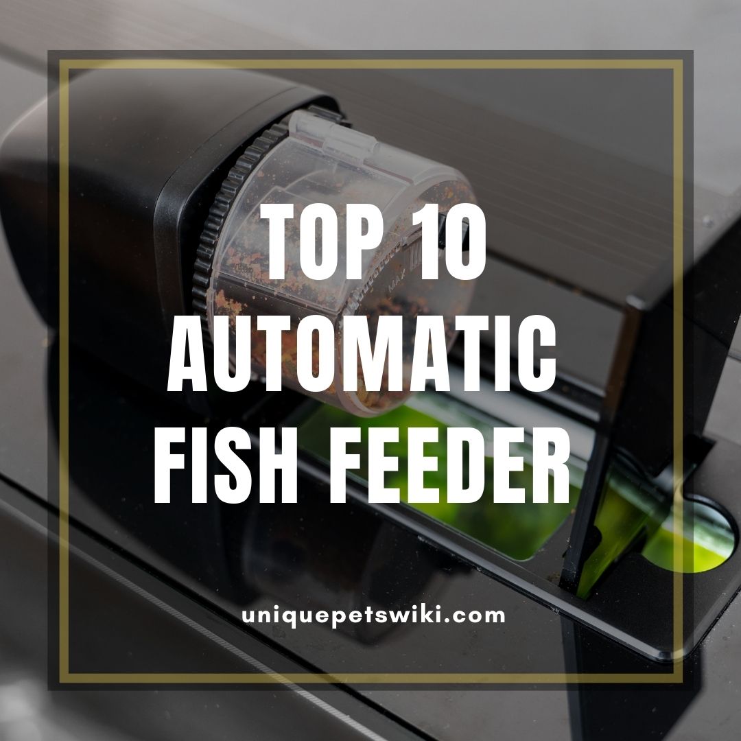top fin automatic fish feeder