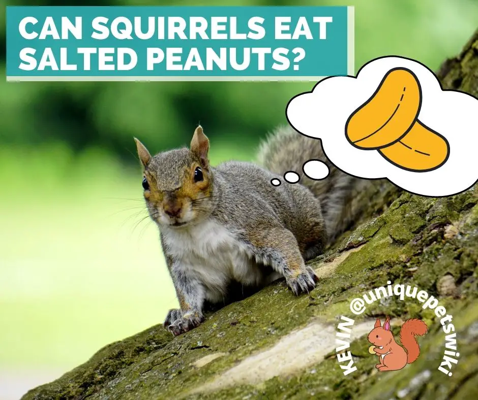 Can Squirrels Eat Salted Peanuts?