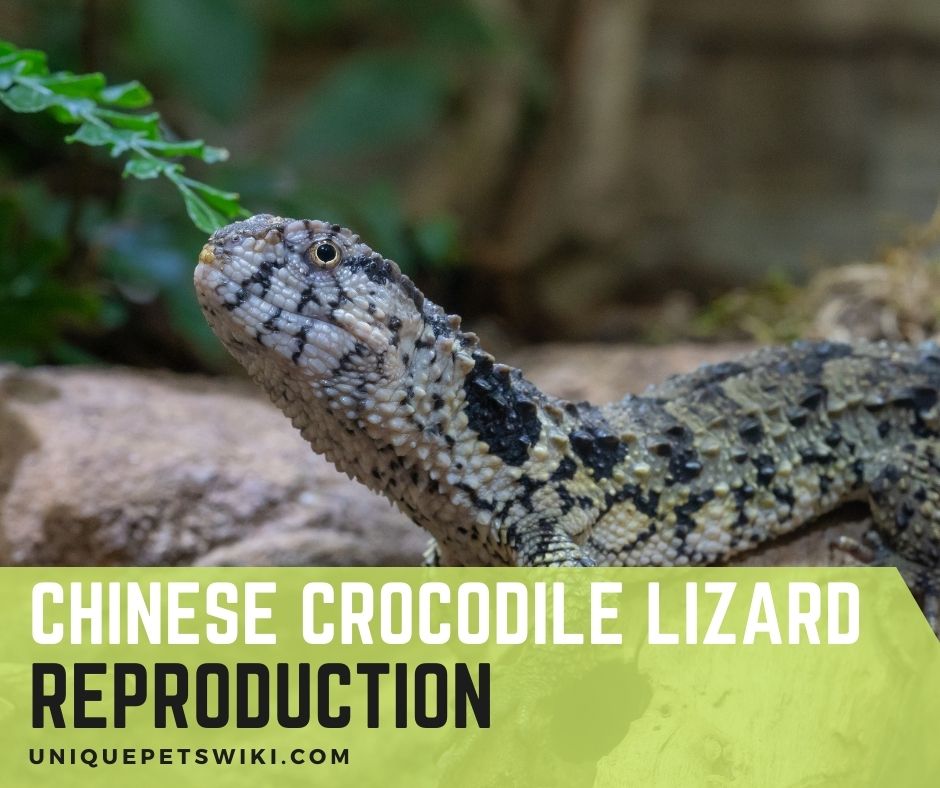 Chinese crocodile lizard reproduction