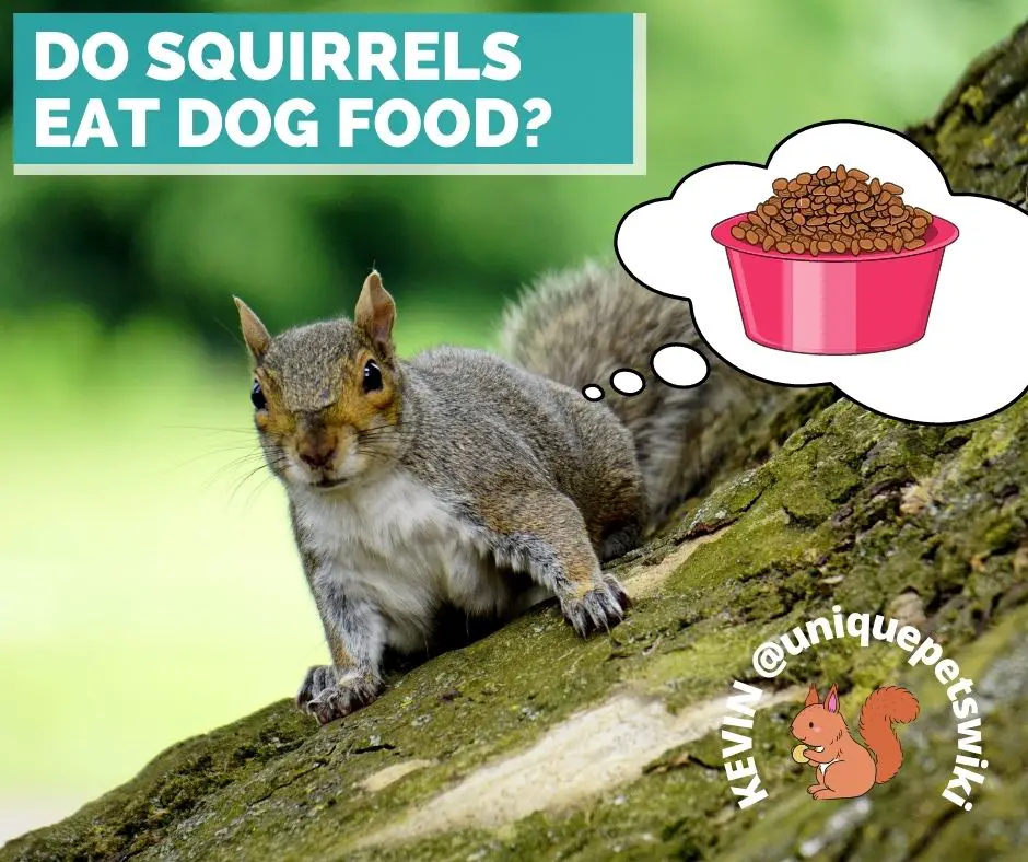 do squirrels eat dog food?