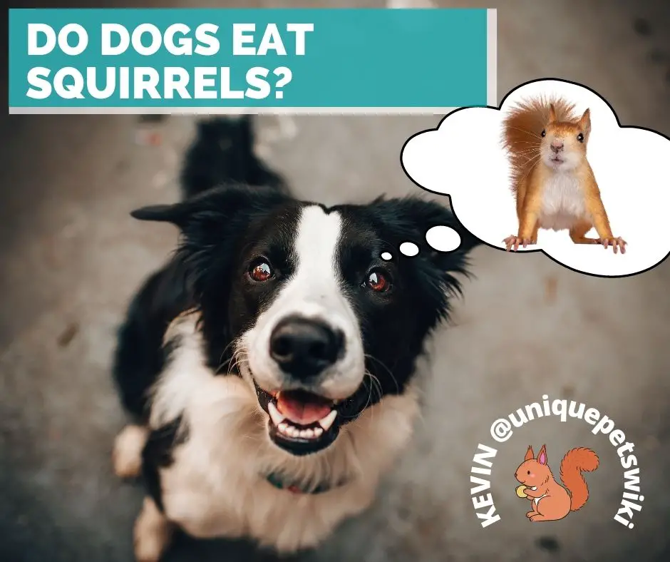 Do dogs eat squirrels