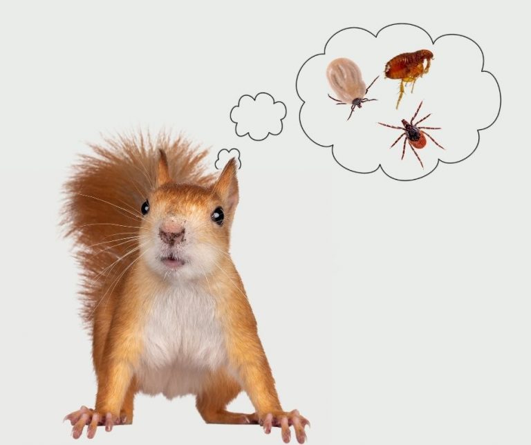 Do Squirrels Carry Fleas? (Plus Other Diseases From Squirrels)