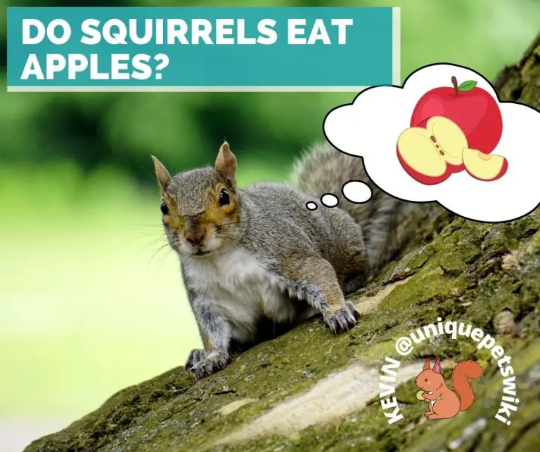 Do Squirrels Eat Apples? Yup! Learn How To Feed Them Apples Properly