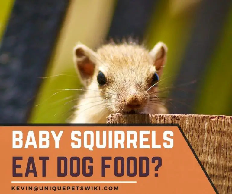 Do Squirrels Eat Dog Food? Can You Feed Baby Squirrels Dog Food?